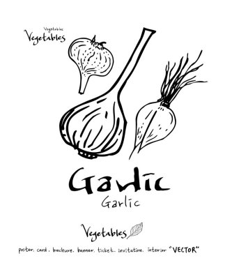 Sebze ve meyve resimler / el çekilmiş gıda maddeleri - vektör