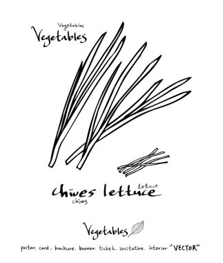 Sebze ve meyve resimler / el çekilmiş gıda maddeleri - vektör