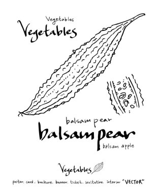Sebze ve meyve resimler / el çekilmiş gıda maddeleri - vektör