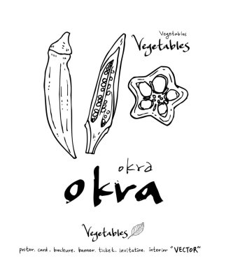 Sebze ve meyve resimler / el çekilmiş gıda maddeleri - vektör