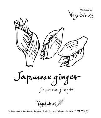 Sebze ve meyve resimler / el çekilmiş gıda maddeleri - vektör