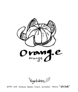 Sebze ve meyve resimler / el çekilmiş gıda maddeleri - vektör