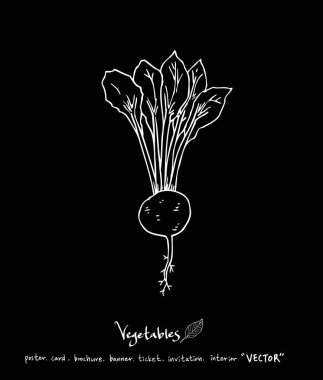 Sebze ve meyve resimler / el çekilmiş gıda maddeleri - vektör