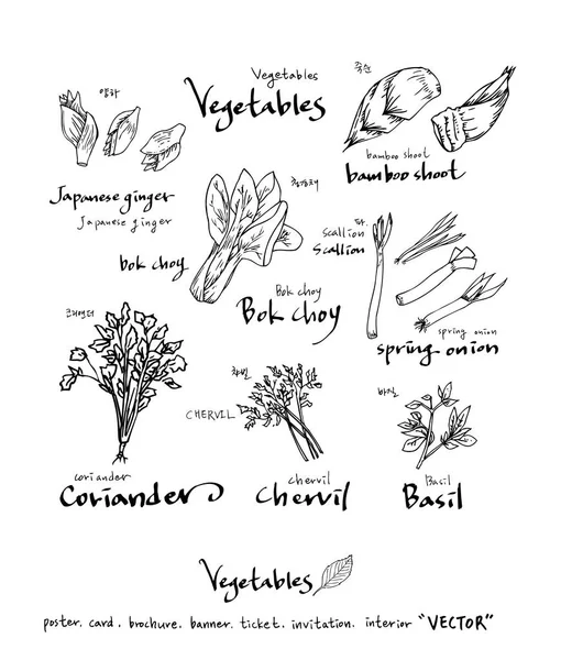Ingredientes Alimentarios Extraídos Mano Ilustraciones Vegetales Frutales Vector — Vector de stock