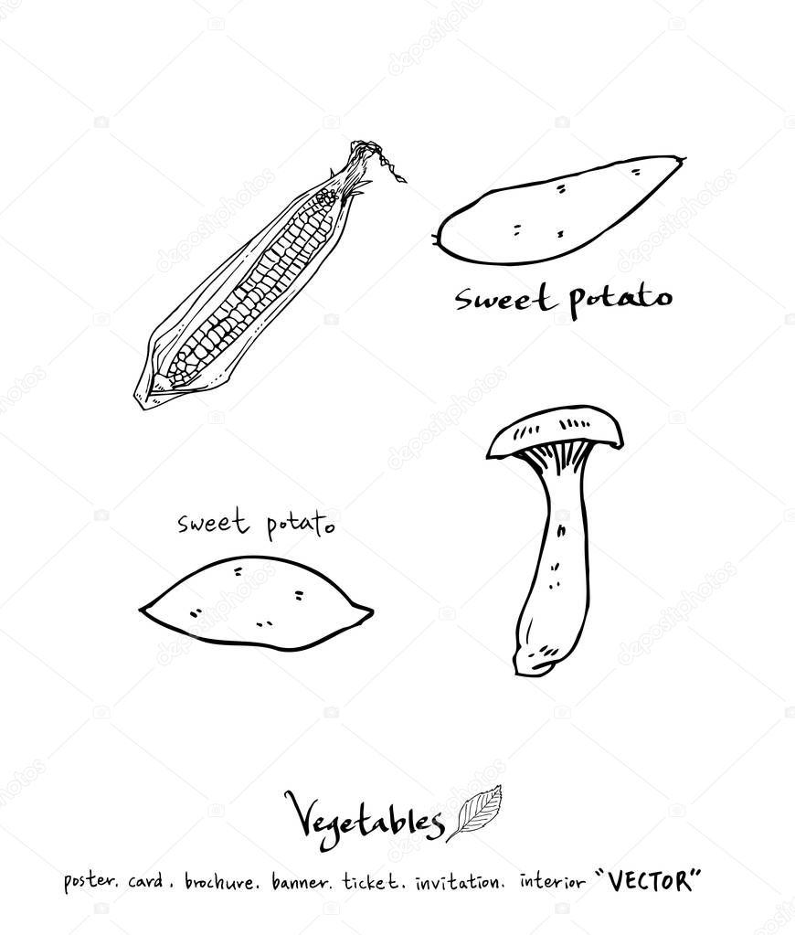 Hand drawn food ingredients - vegetable and fruit illustrations - vector