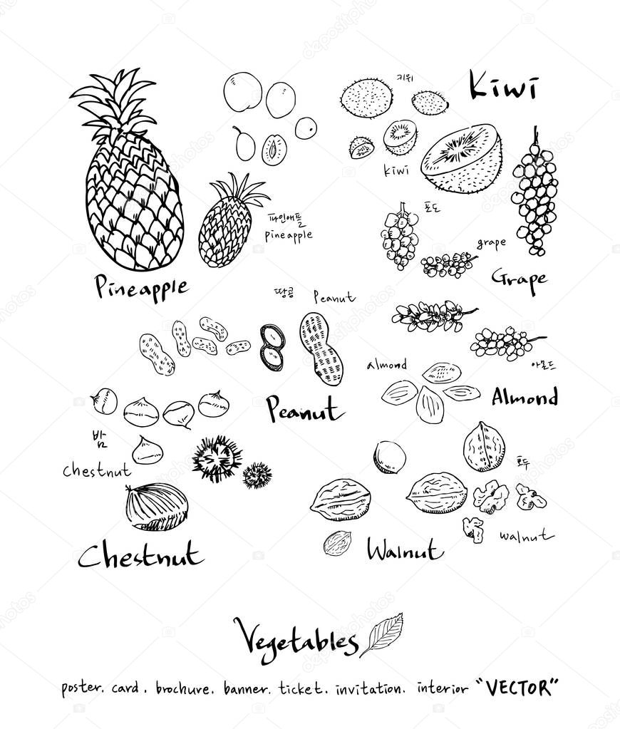 Hand drawn food ingredients - vegetable and fruit illustrations - vector