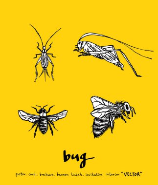 Kroki hata / çizilmiş böcek illüstrasyon el - vektör