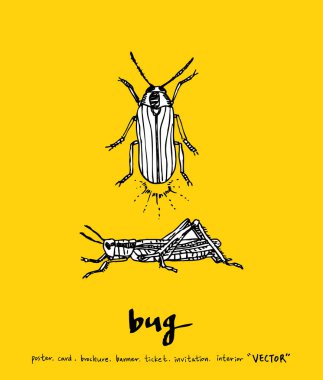 Bug sketch / Hand drawn insect illustration - vector clipart