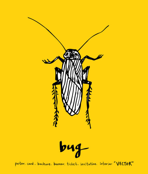 Bug sketch / Hand drawn insect illustration - vector