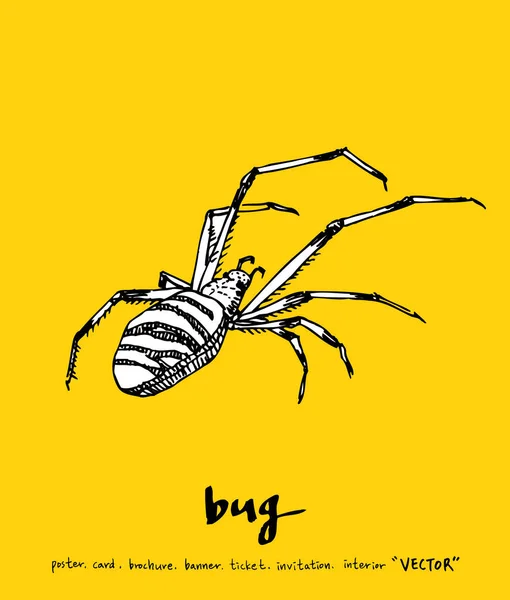 Bug Szkic Ilustracja Owadów Wektor — Wektor stockowy