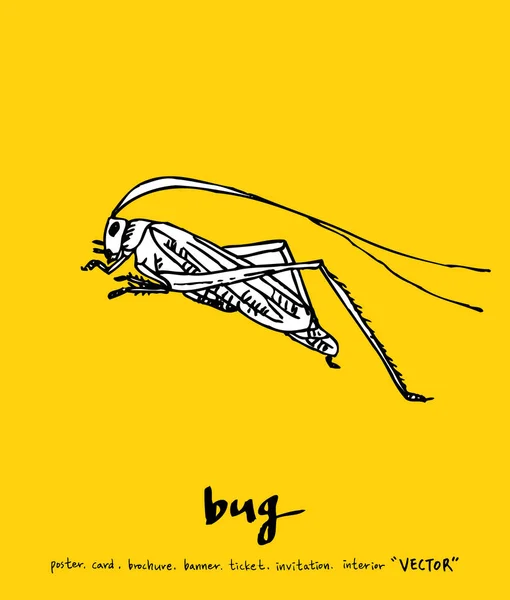 Bug Szkic Ilustracja Owadów Wektor — Wektor stockowy