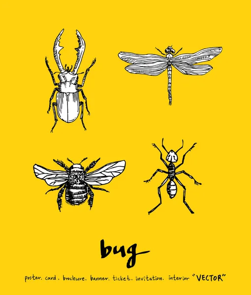 Bug Schets Hand Getekende Illustratie Van Insect Vector — Stockvector