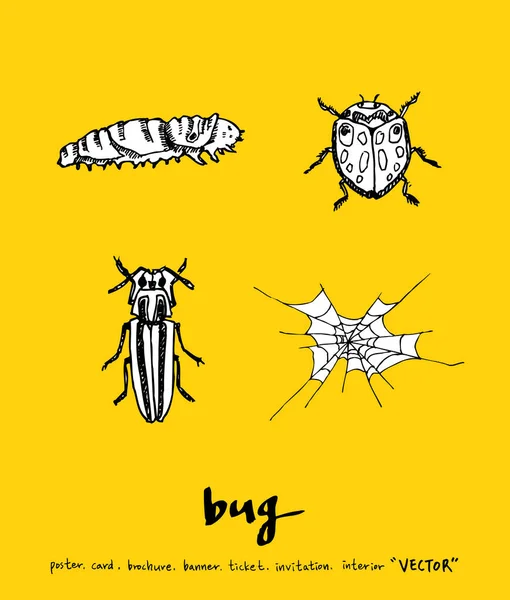 Bug Szkic Ilustracja Owadów Wektor — Wektor stockowy