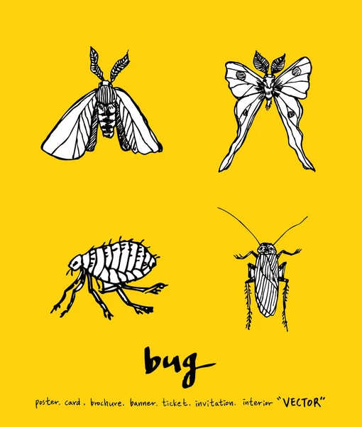 Bug Szkic Ilustracja Owadów Wektor — Wektor stockowy