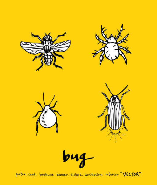 Bug sketch / Hand drawn insect illustration - vector