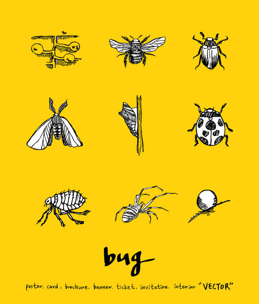Bug sketch / Hand drawn insect illustration - vector