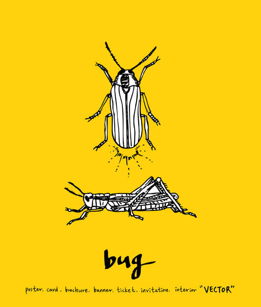 Bug sketch / Hand drawn insect illustration - vector