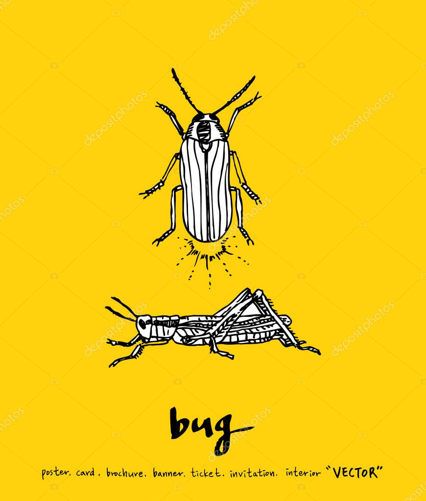 Bug sketch / Hand drawn insect illustration - vector