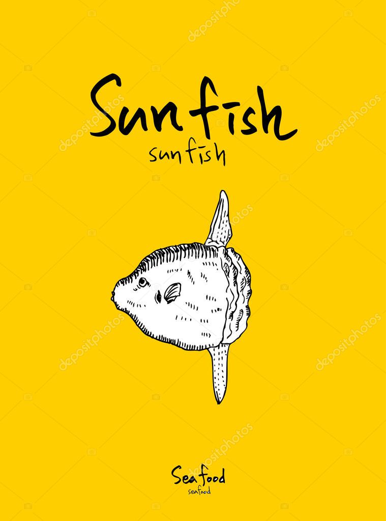 Sea food menu illustrations / Hand drawn food ingredients - vector