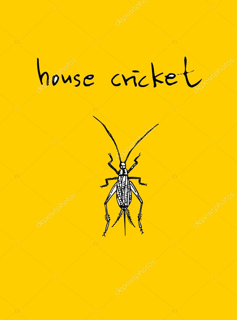 Bug illustration / Hand drawn insect sketch