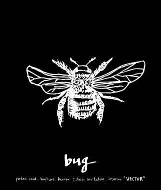 Bug illustration / Hand drawn insect sketch clipart