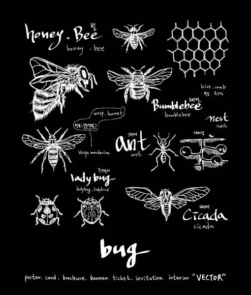 Bug illustration / Hand drawn insect sketch