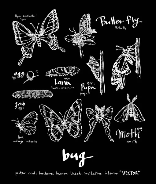 Bug Illustratie Hand Getrokken Schets Van Insecten — Stockvector