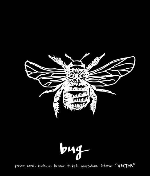 Bug illustration / Hand drawn insect sketch