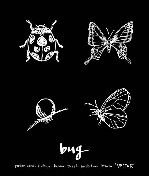 Bug illustration / Hand drawn insect sketch