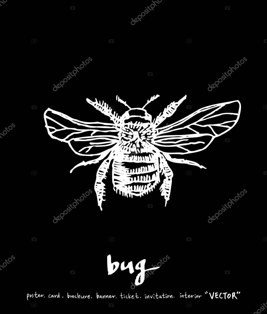 Bug illustration / Hand drawn insect sketch