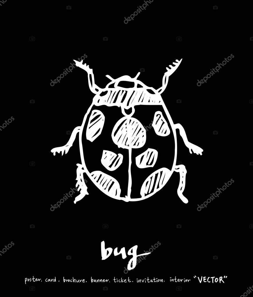 Bug illustration / Hand drawn insect sketch