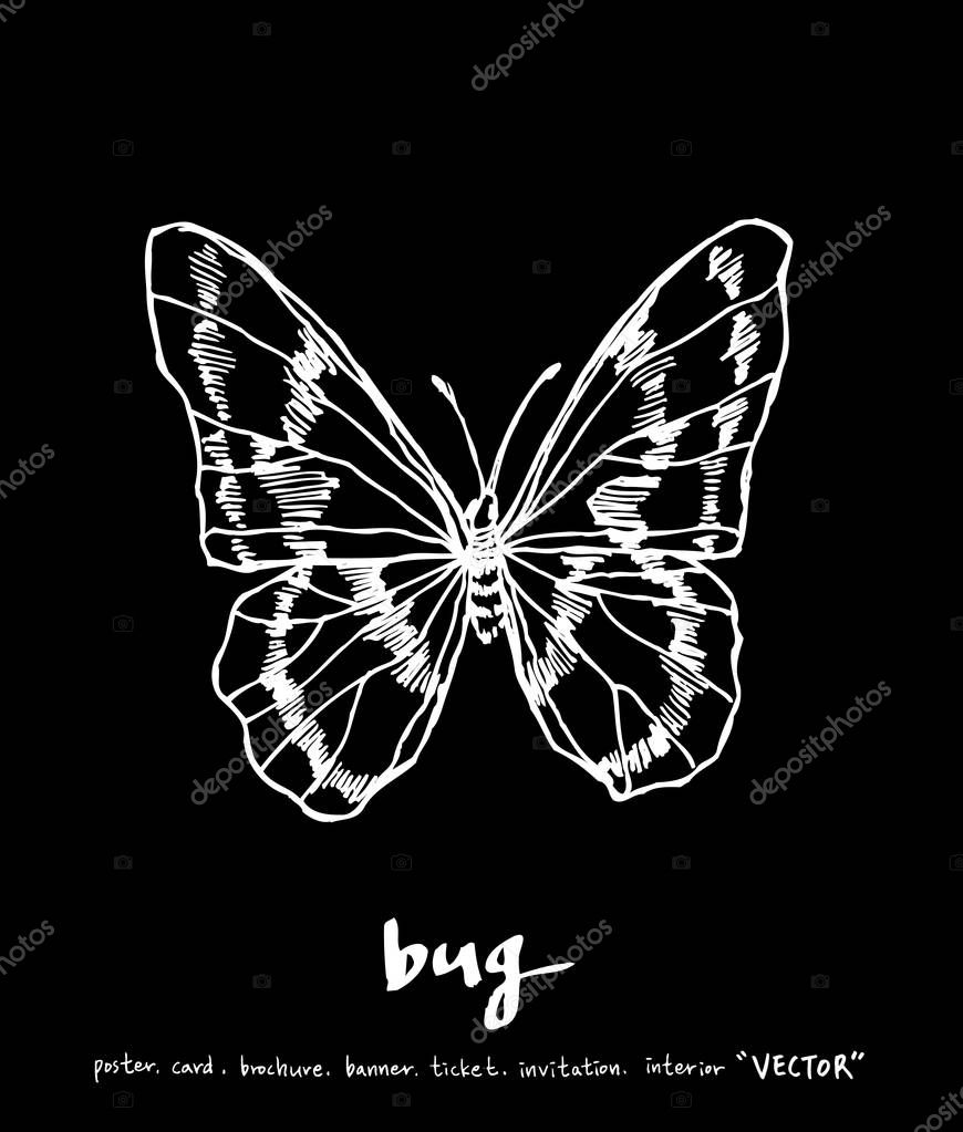 Bug illustration / Hand drawn insect sketch