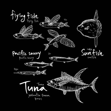 Deniz Mahsülleri kroki / çizilmiş gıda el malzemeler - vektör