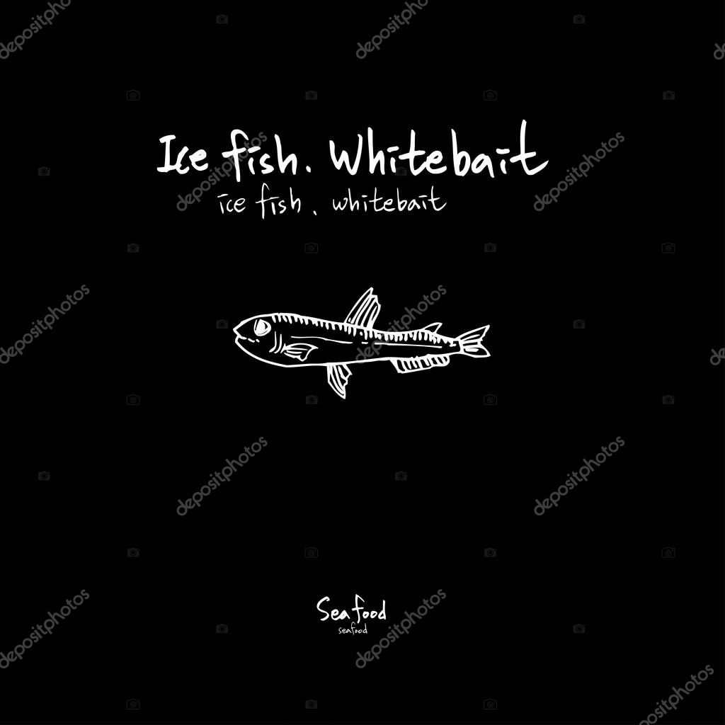 Sea food sketch / Hand drawn food ingredients - vector