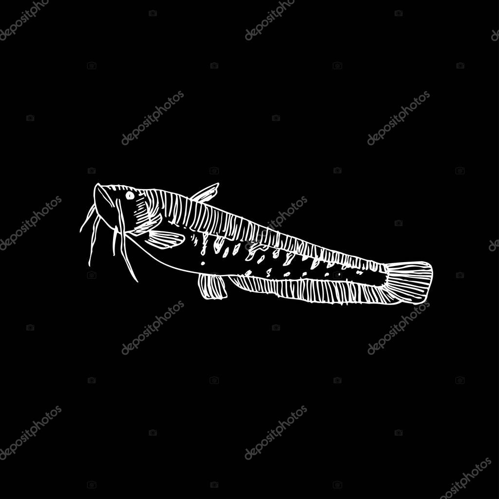 Sea food sketch / Hand drawn food ingredients - vector