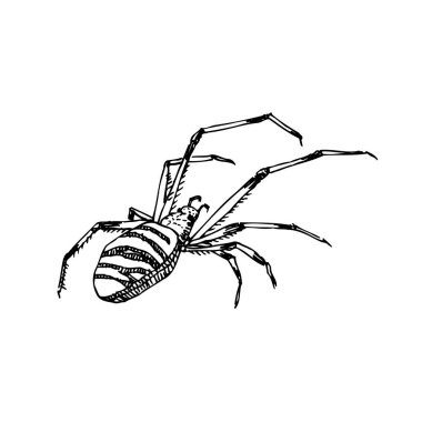 Kroki hata / çizilmiş böcek illüstrasyon el - vektör