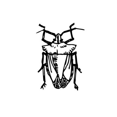 Kroki hata / çizilmiş böcek illüstrasyon el - vektör