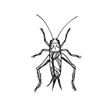 Kroki hata / çizilmiş böcek illüstrasyon el - vektör