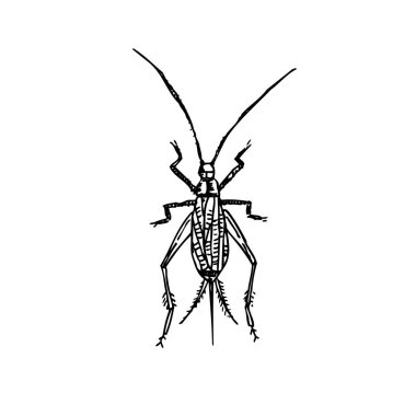 Kroki hata / çizilmiş böcek illüstrasyon el - vektör