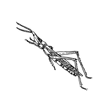 Kroki hata / çizilmiş böcek illüstrasyon el - vektör