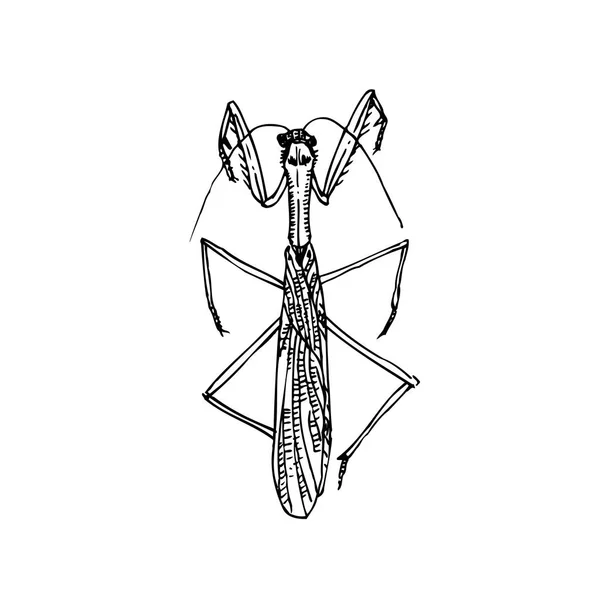 Bug Skiss Hand Dras Insekt Illustration Vektor — Stock vektor