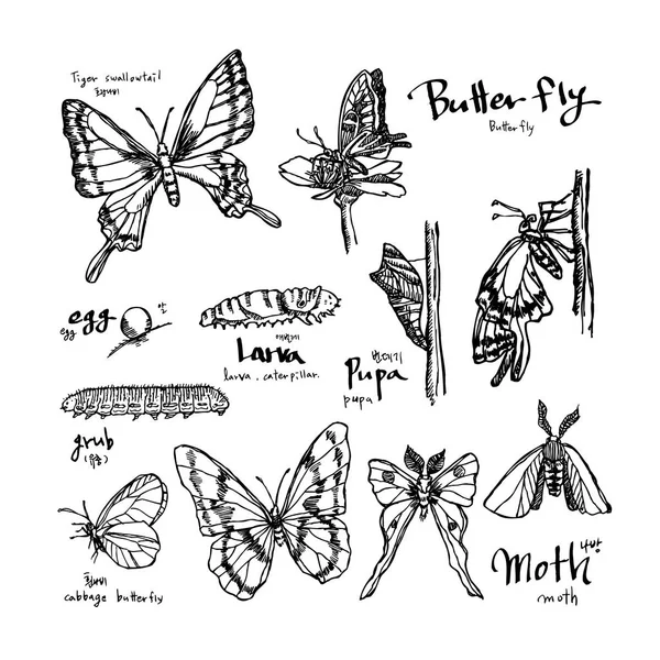 Bug Schets Hand Getekende Illustratie Van Insect Vector — Stockvector