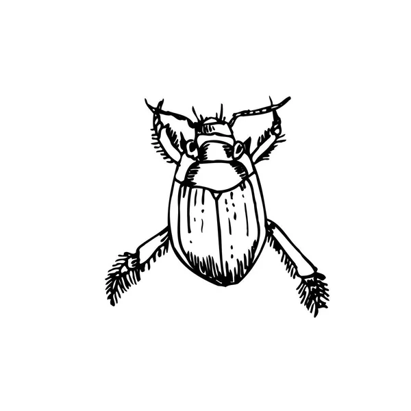 Chyba Skica Ručně Tažené Ilustrace Hmyzu Vektorové — Stockový vektor