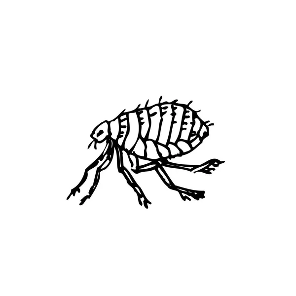 Bug Sketch Hand Drawn Insect Illustration Vector — Stock Vector