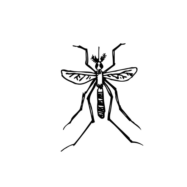 Schizzo Bug Illustrazione Insetti Disegnati Mano Vettore — Vettoriale Stock