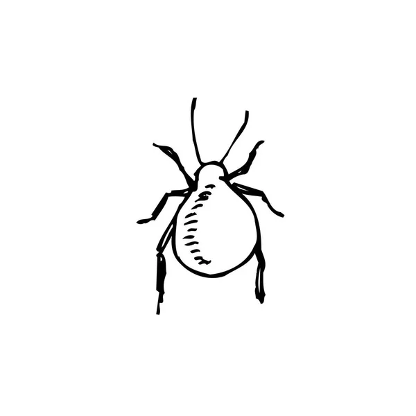 Bug Sketch Hand Drawn Insect Illustration Vector — Stock Vector