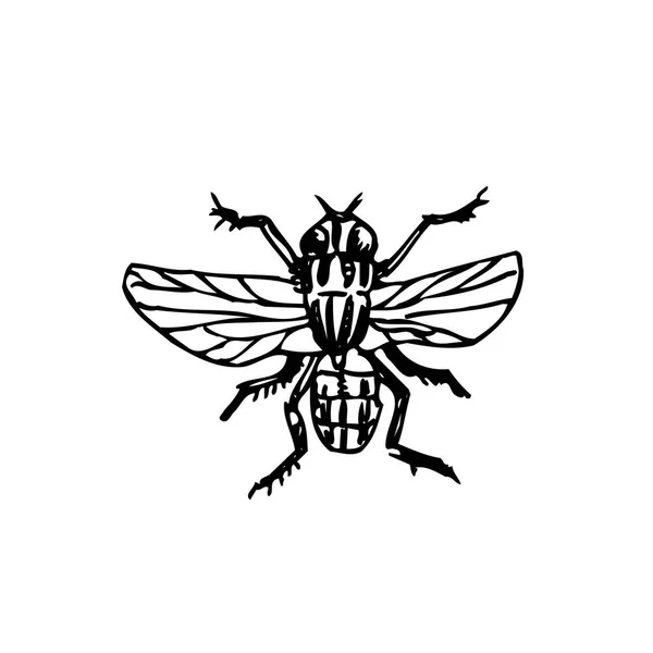 Bug Σκίτσο Χέρι Συρμένη Απεικόνιση Του Εντόμου Φορέα — Διανυσματικό Αρχείο