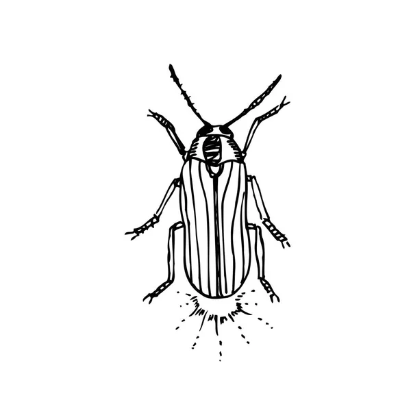 Bug Schets Hand Getekende Illustratie Van Insect Vector — Stockvector