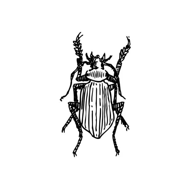 Bug Sketch Hand Drawn Insect Illustration Vector — Stock Vector