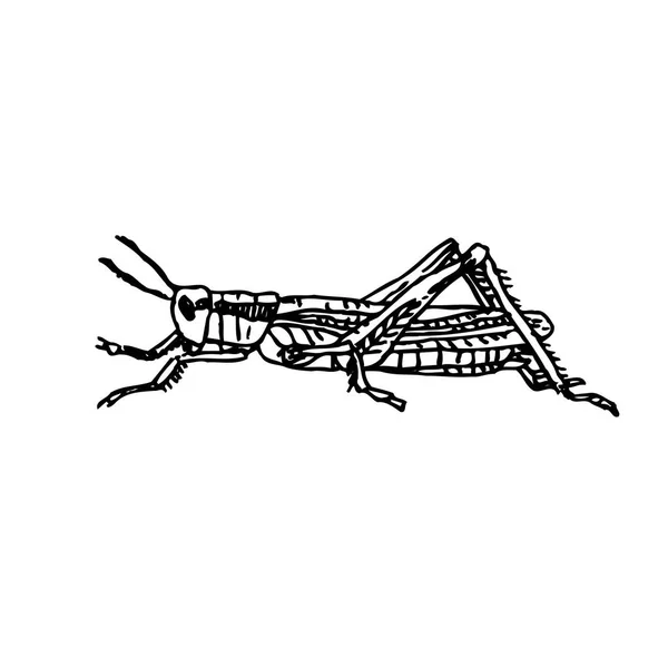 Ескіз Вади Ілюстрація Намальованої Рукою Комахи Вектор — стоковий вектор
